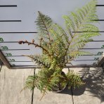 Stromová papraď  (Cyathea cooperi) ´HIGHLAND LACE´ - výška 60-80 cm, kont.C6L